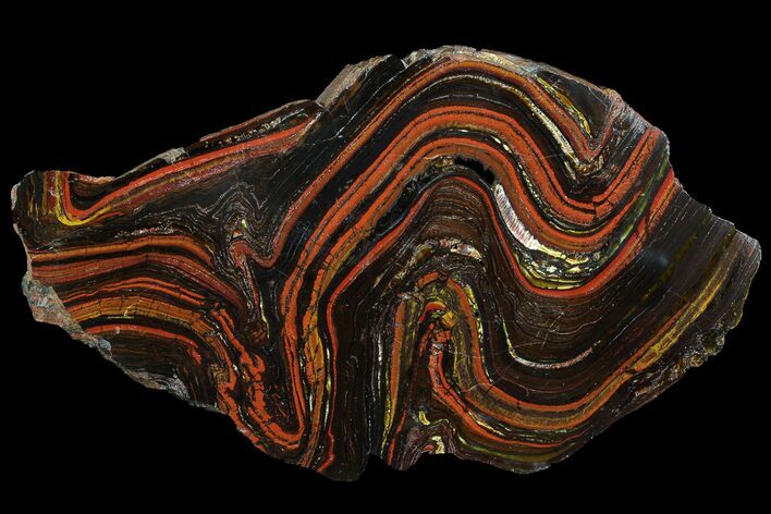 Polished Tiger Iron Stromatolite - ( Billion Years) #92822